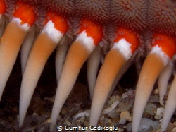 Astropecten aranciacus
Moulin Rouge (Cancan dancers) by Cumhur Gedikoglu 